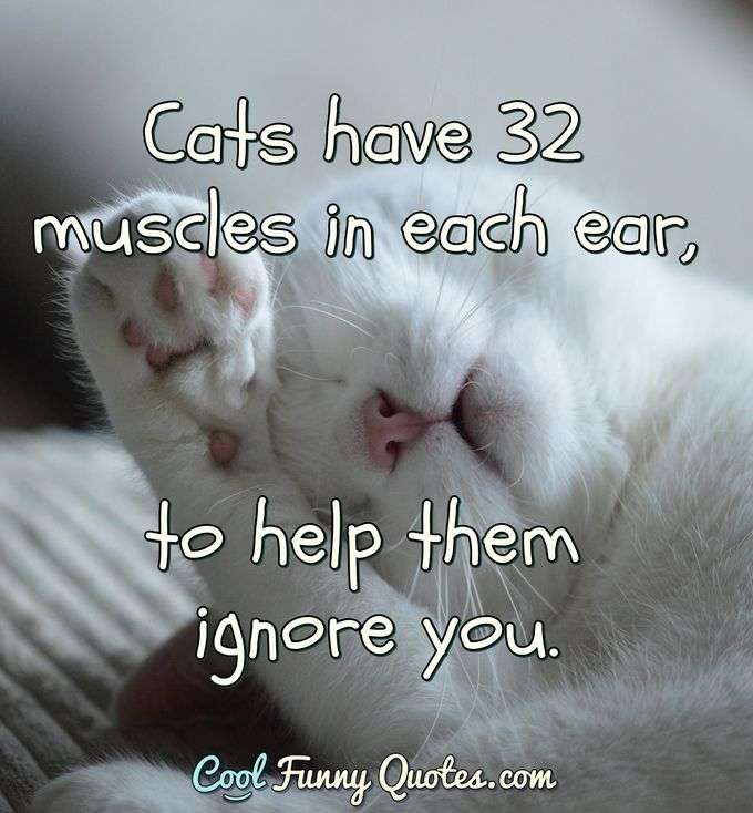 Cats have 32 muscles in each ear, to help them ignore you. - Anonymous