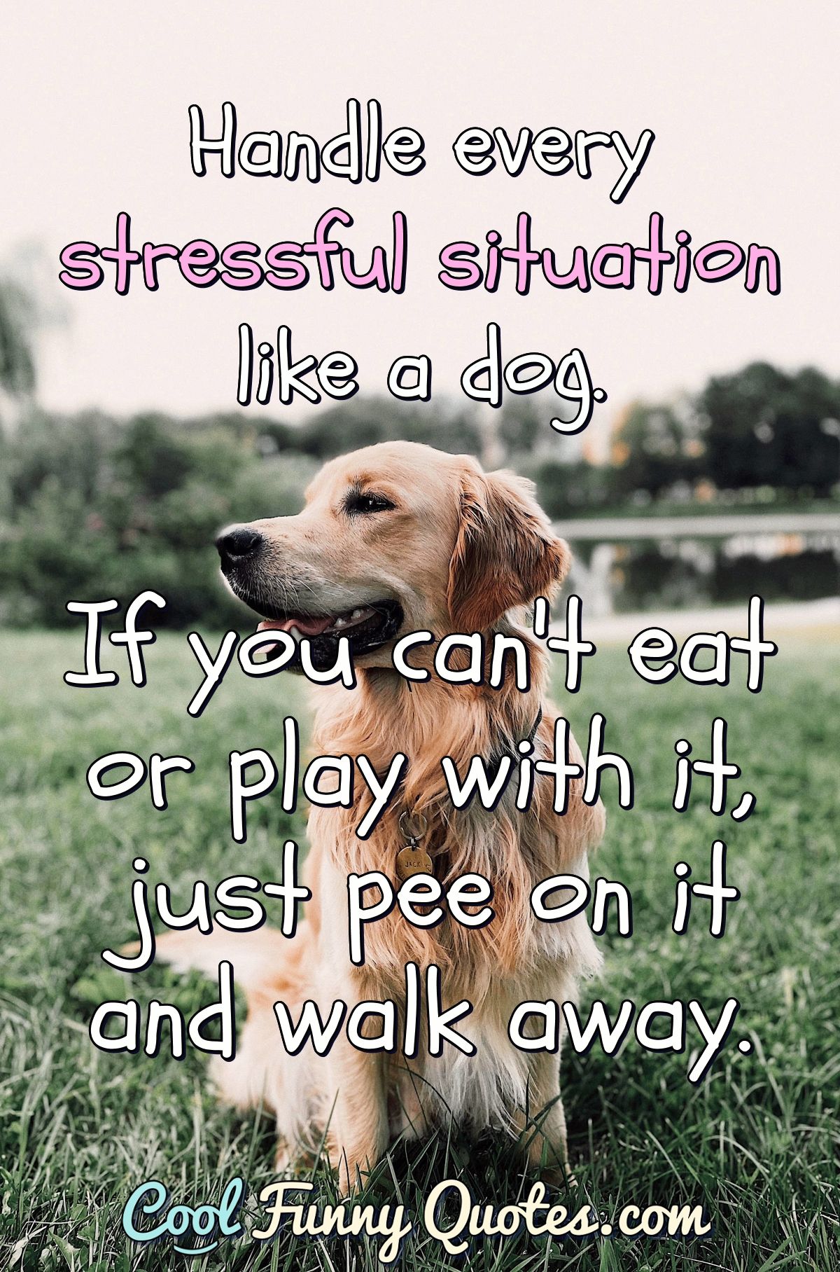 Handle every stressful situation like a dog. If you can't eat or play with  it, ...