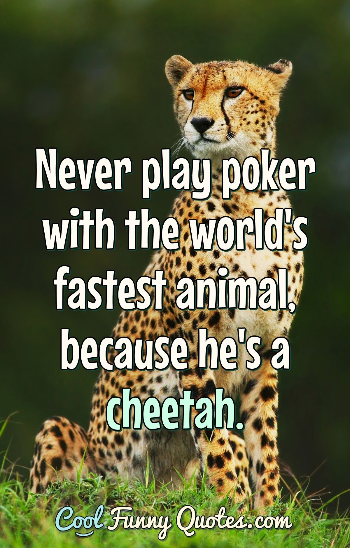 Never play poker with the world's fastest animal, because he's a cheetah. Never play poker with the world's fastest animal, because he's a cheetah.