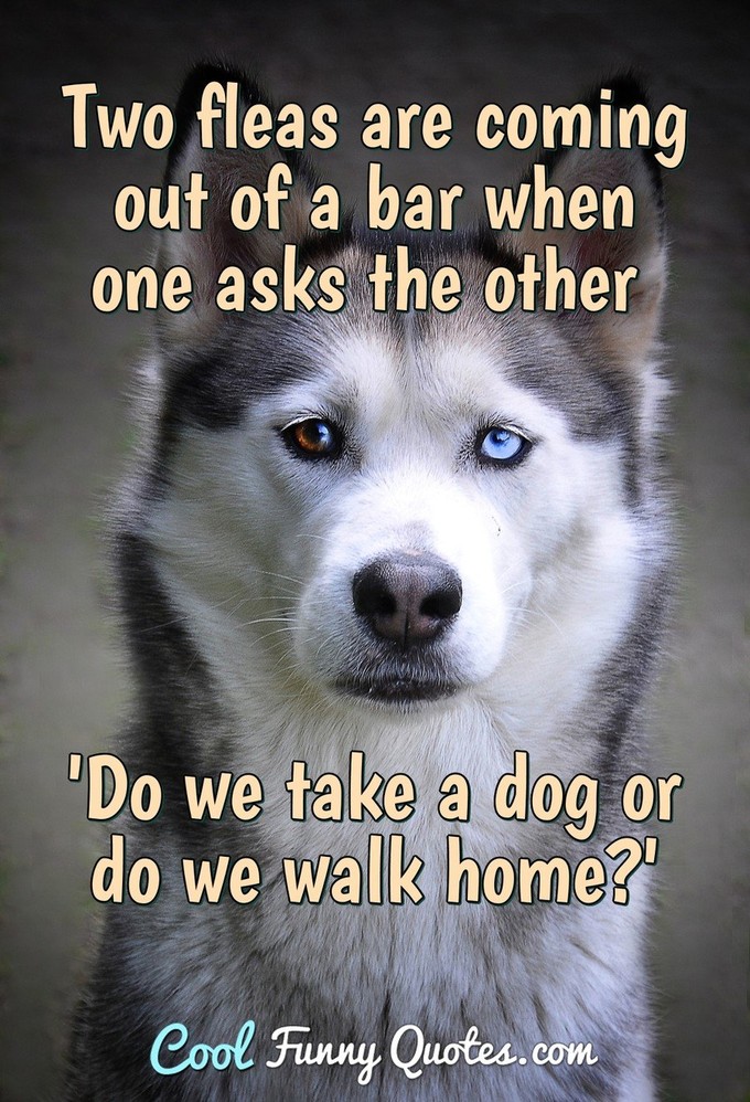 Two fleas are coming out of a bar when one asks the other 'Do we take a dog or do we walk home?' - Anonymous