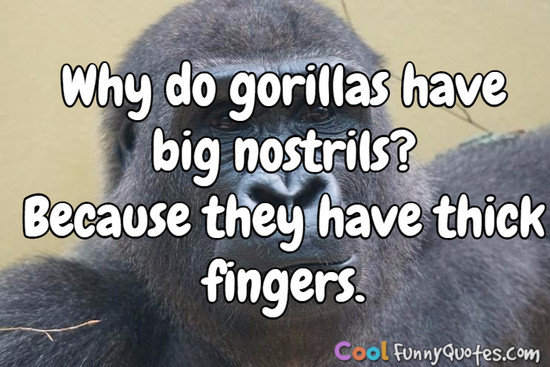 Why do gorillas have big nostrils?  Because they have thick fingers. - Anonymous
